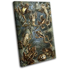 Botanical Frog Toad Vintage