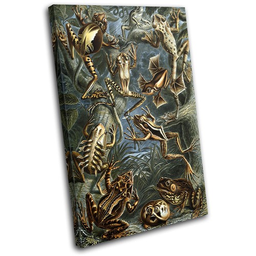 Botanical frog toad vintage - botanical,
