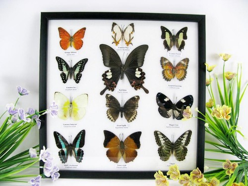 Vrais beaux papillons - 12,