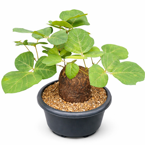 Adenia gummifera seeds - gummifera,