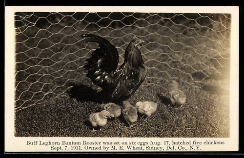 Poulet buff leghorn - poulet,