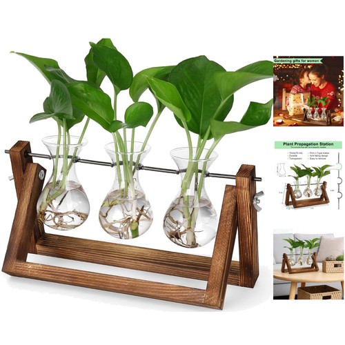 Stylish indoor plant - stylish,