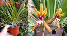 Cymbidium finlaysonianum