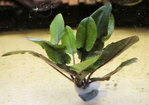 Cryptocoryne becketii petchii - cryptocoryne,