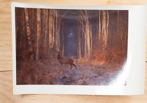 Photo argentique france chasse - photo,