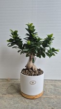 BONSAÏ FICUS GINSENG - Ficus