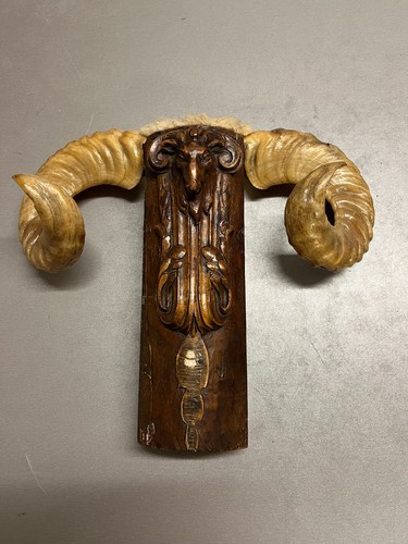 Trophée chasse mouflon - trophée,