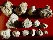 COLLECTION DE CRUSTACÉS