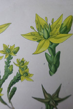 BOTANIQUE Fleur Planche