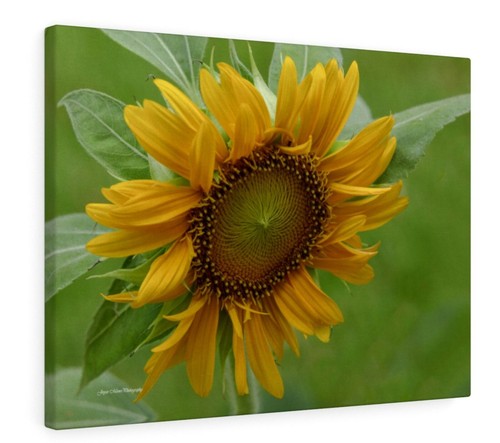 Sunflower gallery wrap - sunflower, canvas