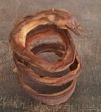 curiosité , taxidermie : Petite Murène Naturalisée #2