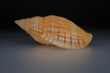 55 - Sea shells - Lyria