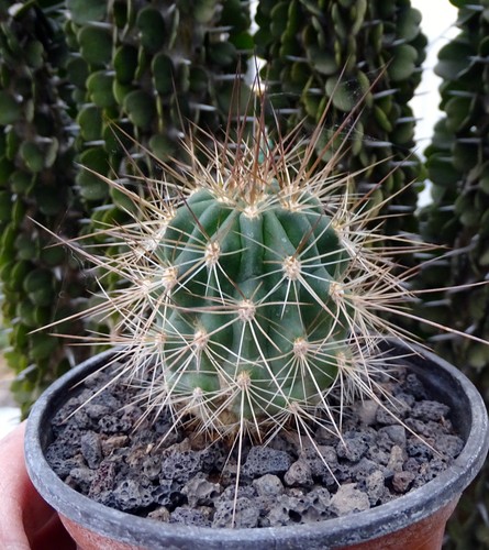 Soehrensia formosa cactus - soehrensia,