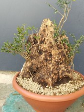 Bonsaï olivier 40 x 30 cm plante sculptée dans la nature tronc unique majestu...