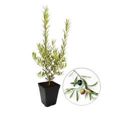 Olea europaea 'Cipressino' - Olivier toscan 'Frangivento'