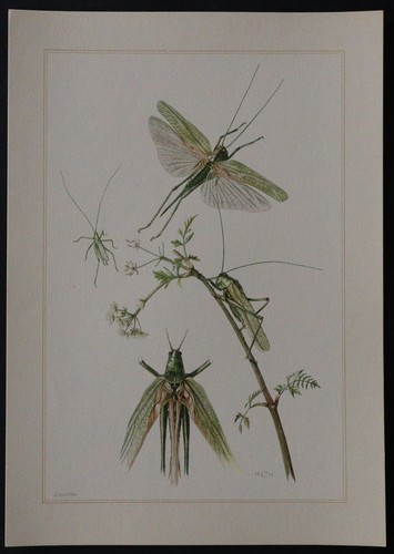 Planche insecte locustidae - insecte,