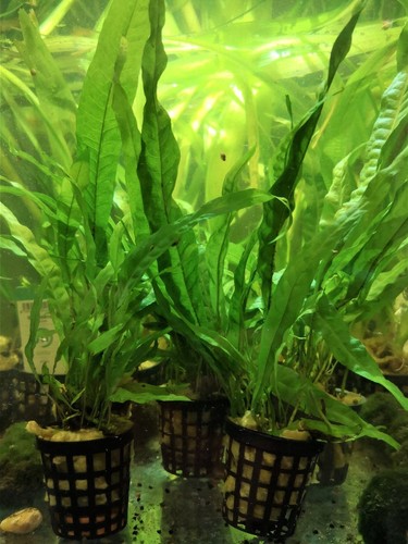 Microsorum pteropus fougere - microsorum,
