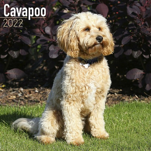 Calendrier 2022 cavalier - 2022,
