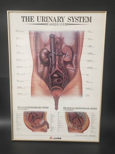 Affiche anatomique médicale