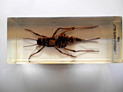 Insecte inclusion resine - insecte,