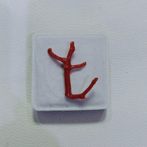 Branche corail rouge - branche, de