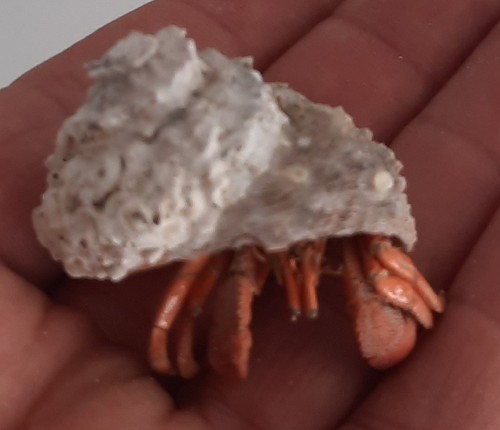 Curiosité coquillage - ,coquillage,