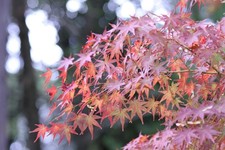 [Testé !N comme neuf] Canon EF 75-300mm f/4-5.6 IS USM #00485C Téléobjectif...