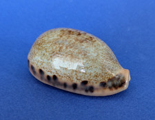 Cypraea Caurica Elongata 56,4 mm Gem Madagascar " Beau et grand spécimen "