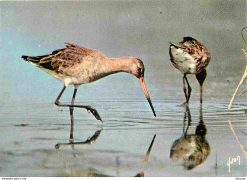 Carte postale animaux - carte,