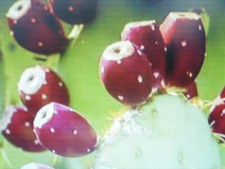 100 graines de figuier de barbarie