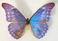 Morpho rhetenor augustinae