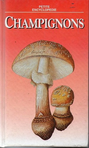 Champignon petite - champignon, (petite