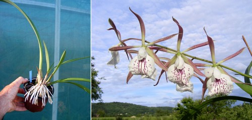 Brassavola nodosa enc - nodosa, x