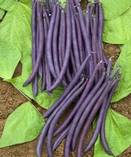 Lot De 40 Graines De Haricot