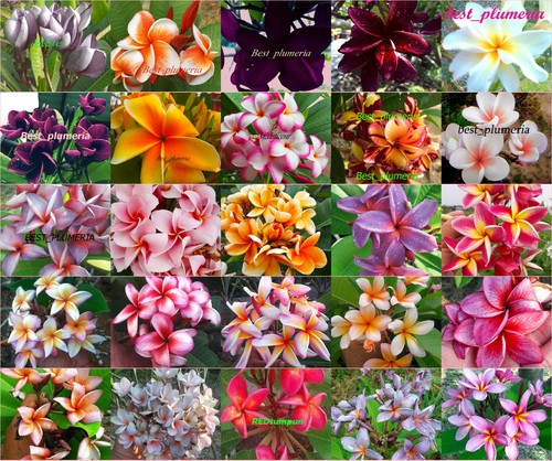 Plumeria frangipanier - frangipanier, /