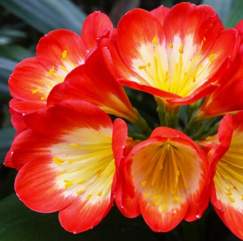 Clivia noscot nakamura x - clivia, (nakamura