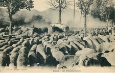 ALPES DE HAUTE PROVENCE   DIGNE  Les transhumants