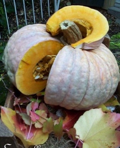Courge italienne delicat - courge,