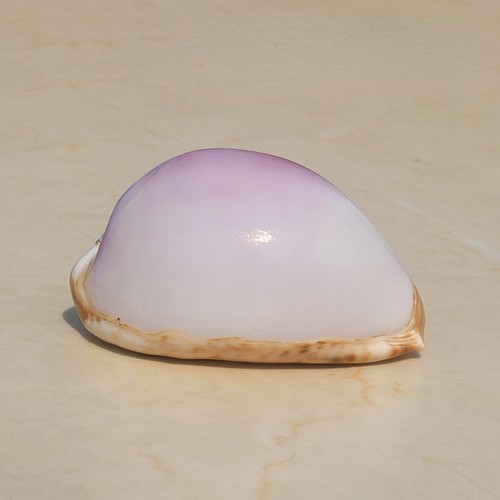 1pc naturel mer - 1pc,