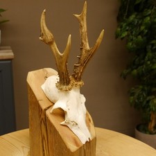 Bois de Cervidés Anormal