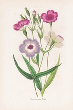 Viscaria Oculata Algérie Fleur Botanique Impression Litho Lemaire