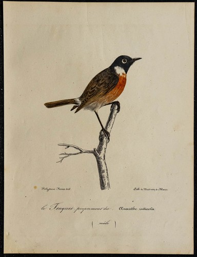 1830 tarier pâtre - 1830,