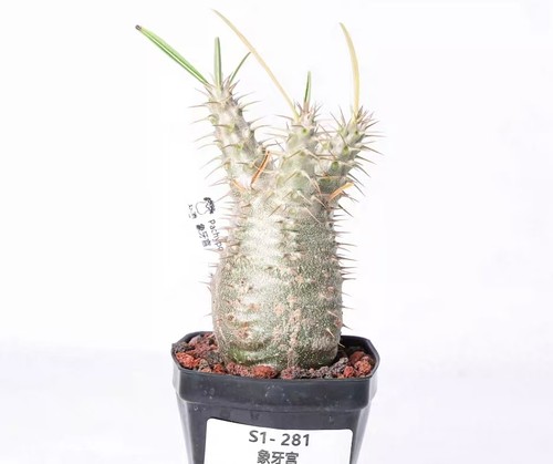 Pot 5cm rare - 6.5cm, cacti