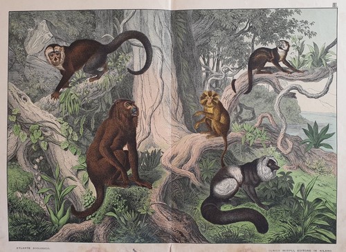 Sordelli histoire naturelle - sordelli,