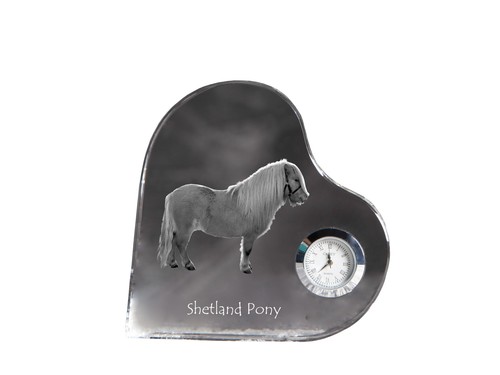Shetland poney montre avec - shetland,