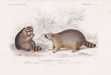 Procyon Lotor Raton Laveur