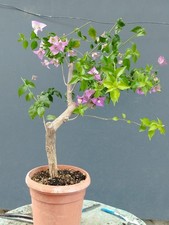 Bonsaï bougainvillier x - bonsaÏ, de