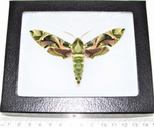 Daphnis nerii army green