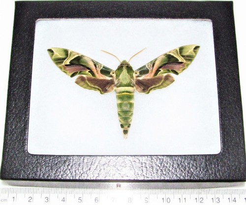 Daphnis nerii army green