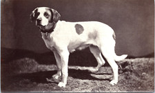 Dog bernard albumen - dog,,